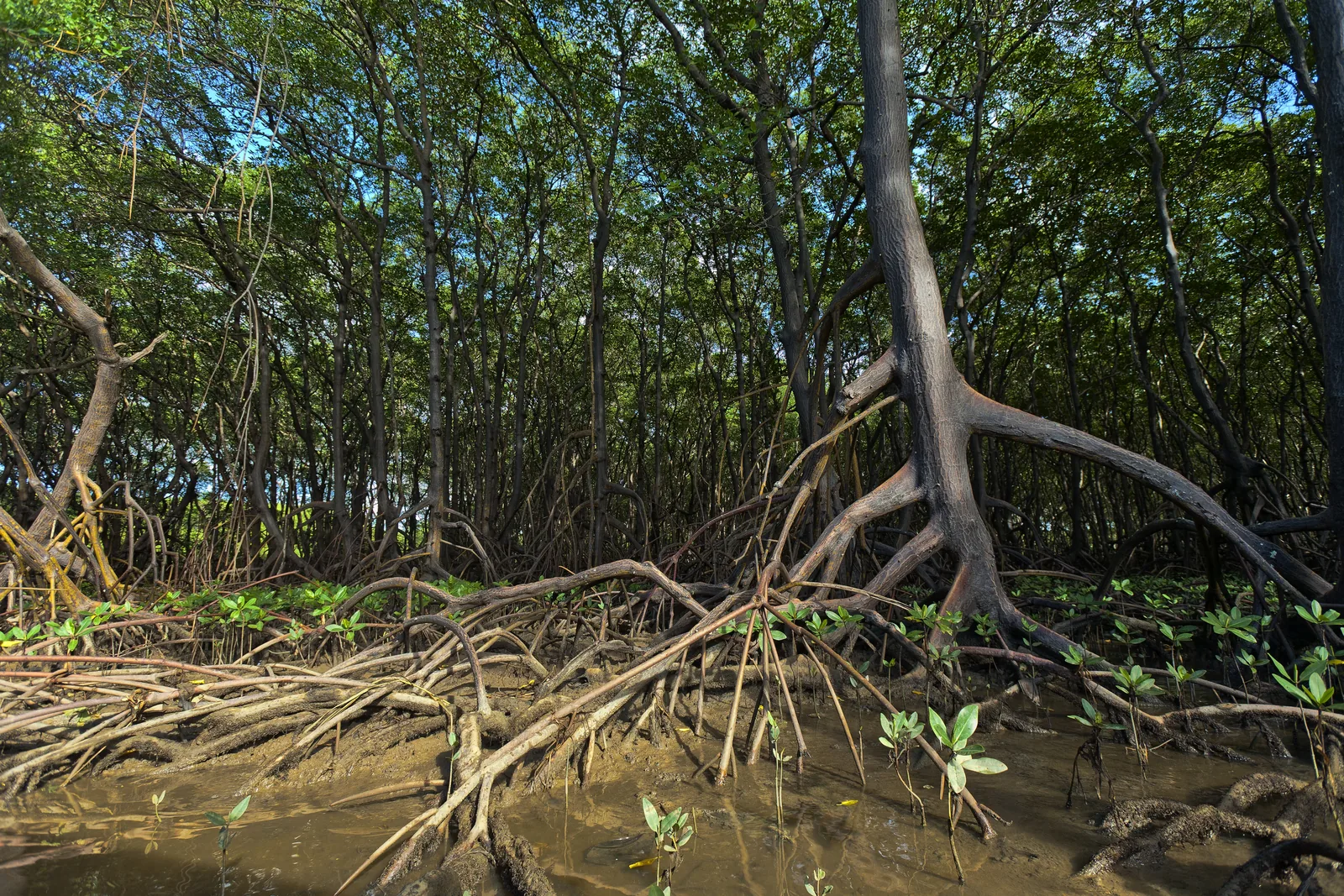 Poovar Mangrove Ecosystem