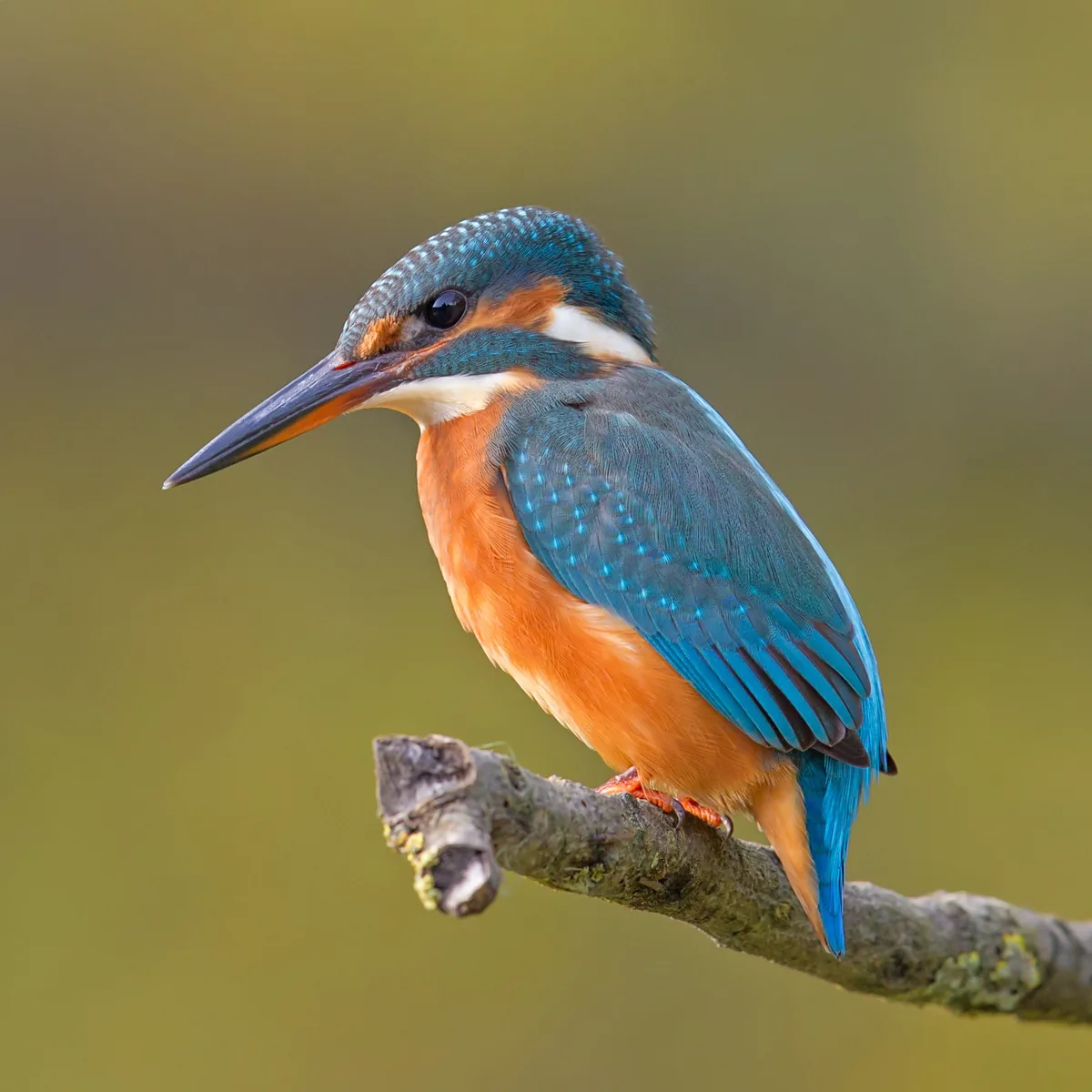 Bird Watching Cruise
